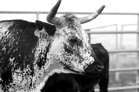 Christine Walters-Portfolio